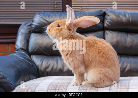 Un lapin géant flamand vivant à l'intérieur Banque D'Images