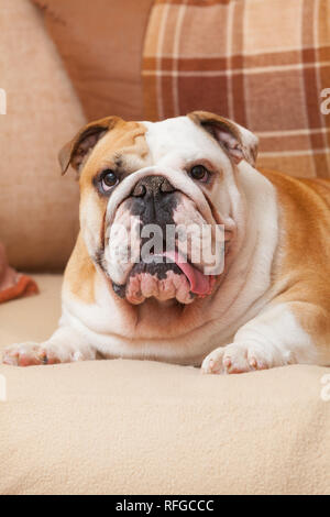 Un Bulldog anglais sur un canapé ou canapé ou de la table à l'intérieur