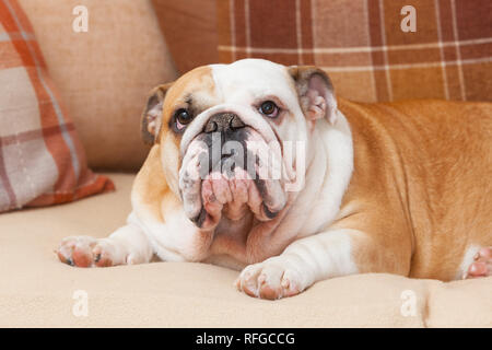 Un Bulldog anglais sur un canapé ou canapé ou de la table à l'intérieur