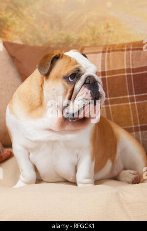 Un Bulldog anglais sur un canapé ou canapé ou de la table à l'intérieur