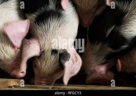 Vieux cochons spot Gloustershire à Claddach Farm. 15.11.18. 8 semaine les porcs à Claddach Farm in Peat Inn. Banque D'Images