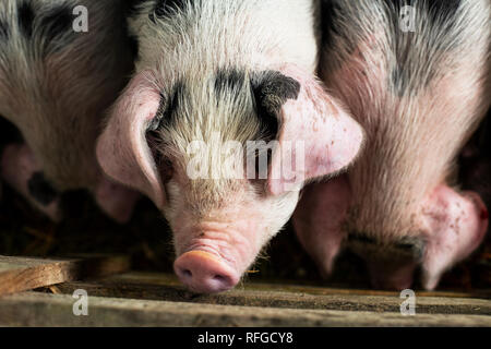 Vieux cochons spot Gloustershire à Claddach Farm. 15.11.18. 8 semaine les porcs à Claddach Farm in Peat Inn. Banque D'Images