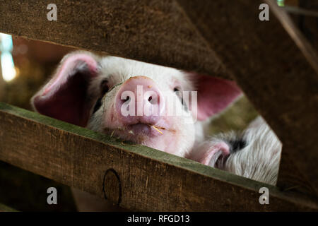 Vieux cochons spot Gloustershire à Claddach Farm. 15.11.18. 8 semaine les porcs à Claddach Farm in Peat Inn. Banque D'Images