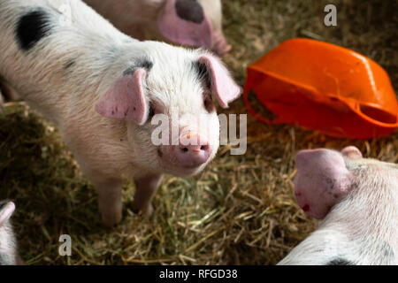 Vieux cochons spot Gloustershire à Claddach Farm. 15.11.18. 8 semaine les porcs à Claddach Farm in Peat Inn. Banque D'Images