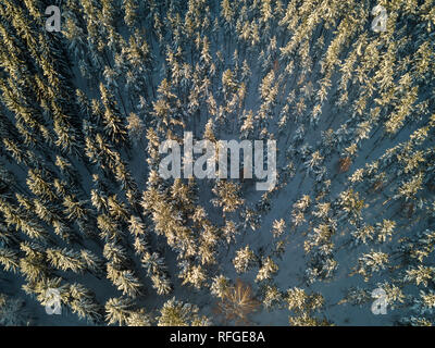 Vue aérienne de la cime des arbres enneigés d'épicéas et de pins dans la forêt boréale de conifères. Banque D'Images