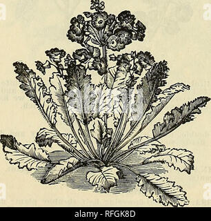 . Catalogue floral du jubilé. Pépinières (Horticulture) Kentucky Louisville catalogues ; plantes, fleurs ornementales ; catalogues ; Catalogues Catalogues des Plants des Arbres arbustes ; fruits ; Catalogues Catalogues. Pétunia Snowdrift. Primula. CHINENSIS. C'est le plus reconnaissant de toutes les plantes que nous cultivons pour les fleurs d'hiver, et les plus dignes d'être recommandés pour le jardinage d'hiver. Une plante produira plusieurs centaines de fleurs ; l'une des plus précieuses et belles plantes en culture. Même varietiees kermesine, rose et blanc. 15, 25, à 40 cents chacun. Primula Ohonica. Une belle floraison perpétuelle primros Banque D'Images