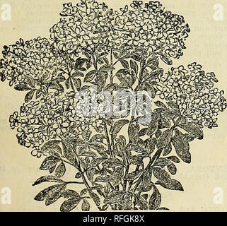 . Catalogue floral du jubilé. Pépinières (Horticulture) Kentucky Louisville catalogues ; plantes, fleurs ornementales ; catalogues ; Catalogues Catalogues des Plants des Arbres arbustes ; fruits ; Catalogues Catalogues. Pétunia Snowdrift. Primula. CHINENSIS. C'est le plus reconnaissant de toutes les plantes que nous cultivons pour les fleurs d'hiver, et les plus dignes d'être recommandés pour le jardinage d'hiver. Une plante produira plusieurs centaines de fleurs ; l'une des plus précieuses et belles plantes en culture. Même varietiees kermesine, rose et blanc. 15, 25, à 40 cents chacun. Primula Ohonica. Une belle floraison perpétuelle primros Banque D'Images