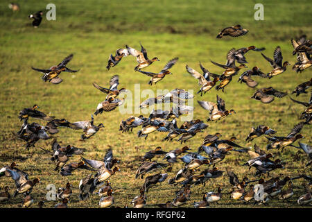 Grand troupeau de canards d'Anas penelope en tenant à l'air d'un champ éclairé par le soleil couchant avec motion blur Banque D'Images