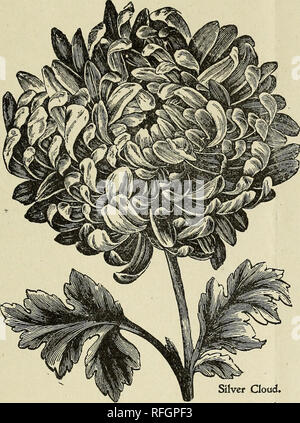 . Prix net annuel-liste des meilleures variétés de roses standard, cannas, œillets, géraniums, chrysanthèmes et diverses autres plantes. Pépinière de Dayton Ohio ; Catalogues Catalogues Catalogues ; fleurs roses. La SOCIÉTÉ NATIONALE DE PROTECTION DES VÉGÉTAUX, Dayton, Ohio. 9 chrysanthèmes. Forte de jeunes plantes. Votre sélection de notre ensemble de lief, étiquetés, par courrier. 5 cents chacun, 20 pour $1.00 Notre soloction de toute notre liste, tous différents, par mail ..25 pour $1,00 Geo. W. Childs-Profond, riche et velouté crim- fils. Très fine. Viviand Morel-Light, de la crème de rose. A. J. Drexel-rouge foncé. De l'ivoire Les plus gigantesques de tous les blancs. John Shr Banque D'Images