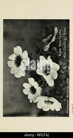 . Vente en gros 1900 American seeds : conifères, palmiers, arbres, arbustes, plantes herbacées. Pépinières (Horticulture) Caroline du Nord Pinehurst ; Catalogues Catalogues des Plants des Arbres ; les plantes ornementales, les catalogues. . Veuillez noter que ces images sont extraites de la page numérisée des images qui peuvent avoir été retouchées numériquement pour plus de lisibilité - coloration et l'aspect de ces illustrations ne peut pas parfaitement ressembler à l'œuvre originale.. Pinehurst Pinehurst (pépinières, N. C. ) ; Katzenstein, Otto ; Henry G. Gilbert Pépinière et du commerce de semences Catalogue Collection. Pinehurst, N. C. : Pinehurst forestières Banque D'Images