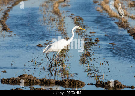 White Heron (Ardea alba) au coucher du soleil dans une rizière inondée dans le parc naturel de s'Albufera, Valence, Espagne. Couleurs de Magic et perfect natural background Banque D'Images