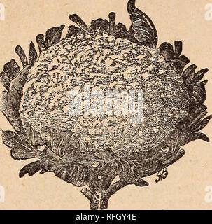 . Catalogue Annuel : testé et fiable sur le terrain, jardin et des graines de fleurs. Cincinnati Ohio pépinière ; catalogues de graines de graminées ; Catalogues Catalogues Catalogues de graines ; fleurs ; instruments agricoles Catalogues. 4 J, CHAS. McCULLOUGH, Seedsman,. CATJLIPLOWEE, (Blumenkohl, Ger.) La culture de choux-fleur est semblable à celle du chou. Il se plaît dans un sol riche et humide, et en saison sèche devrait être abondante- ly arrosé, surtout lorsque h e a d i n ^ . Semer des graines dans le lit chaud en Janu ou Februiry^-RJ, et trans- pla il les plantes deux ou trois pouces à part dans des boîtes, jusqu'à ce que les SAF sont s Banque D'Images