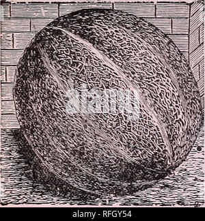 . 30e catalogue annuel. Des Moines Iowa de pépinière de plantes ornementales, des catalogues ; catalogues ; graines de fleurs ; Catalogues Catalogues ; Matériel et fournitures de jardinage Catalogues. Entreprise de semences de l'Iowa, Des Moines. L'Iowa. 47 MELON MUSQUÉ DE ROCKY FORD. Au cours des quatre dernières années le melon producteurs des États-Unis ont été surpris par l'apparence de cette nouvelle variété, qui a été partout très en demande par les hôtels et restaurants haut de gamme. Des centaines de wagons complets d'entre eux ont été expédiés de la petite ville de Rocky Ford. Colo- rado, à Chicago, Saint Louis, Philadelphie, New Orleans Banque D'Images