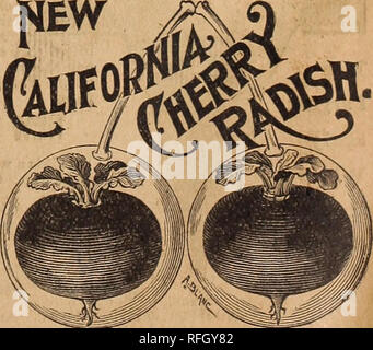 . Clé de profits dans le jardin. Pépinière en Pennsylvanie Philadelphie catalogues ; catalogues ; Graines de légumes graines de fleurs ; instruments agricoles Catalogues Catalogues. blance à certaines variétés de fraises, d'où son nom. C'est incontestablement la main- somest petit rouge variété jamais produits. La chair est de couleur blanc nacré qui forme un beau contraste avec la couleur pourpre brillant de sa peau délicate et belle couleur verte de son petit, court-feuilles. C'est la plus ancienne, plus beaux, plus beaux, plus doux, plus tendre, juteuse et meilleur petit radis rouge jamais cultivé. Il est tout aussi valu Banque D'Images
