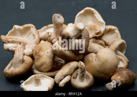 Un tas de champignons shiitake acheté dans un supermarché au Royaume-Uni sur un fond sombre, en pierre. Dorset England UK GO Banque D'Images