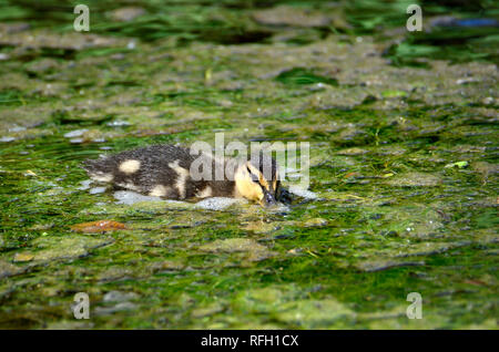 Canard colvert Anas platyrhynchos] [petit canard Banque D'Images