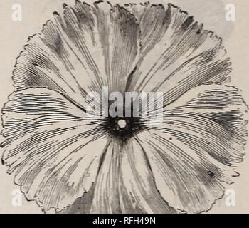 . Illustrated catalogue descriptif de jardin, terrain et des graines de fleurs : outils agricoles et horticoles, des engrais, etc.. Portland Maine pépinière catalogues ; graines de fleurs ornementales, Plantes catalogues ; catalogues ; Graines de legumes catalogues ; Matériel et fournitures de jardinage Catalogues. Pourpier DOUBLE. Pourpier. Très populaire, de plus en plus faible, les annuelles rustiques, faire un affichage plus brillante dans le jardin, et très adapté aux frontières ou délignures. Semer tôt dans chaud, la lumière, la richesse du sol et les plantes fines à quatre pouces. Pourpier-suite. Par Pkt. 5 Jaune 5 Blanc 5 rouge écarlate 5 Couleur Tous Banque D'Images