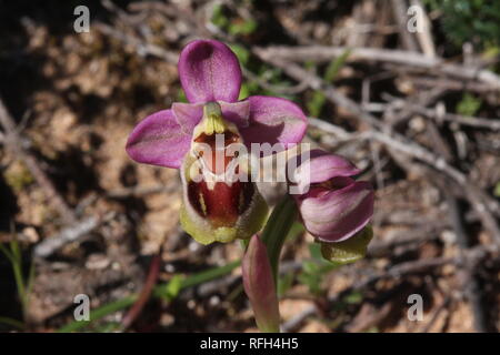 La tenthrède à fleurs orchid (Ophrys tenthredinifera) à Boca do Rio sur la côte de l'Algarve au sud du Portugal. Banque D'Images