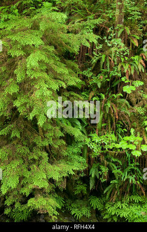 Le verdoyant feuillage sous-étage d'une ancienne forêt pluviale tempérée ; Quinault Rainforest Trail, Olympic National Forest, dans l'État de Washington. Banque D'Images