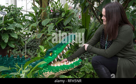 Jardin RHS Wisley, Surrey, UK. 25 janvier, 2019. Les derniers préparatifs en vue de la vie de plus de 40 animaux et plantes de taille moyenne faite avec la célèbre brique de construction LEGO® qui peuvent être recherchées dans les zones tempérées et tropicales de la serre au RHS Wisley du 26 janvier - 3 mars 2019. Credit : Malcolm Park/Alamy Live News. Banque D'Images