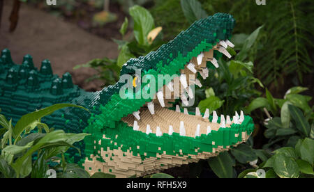 Jardin RHS Wisley, Surrey, UK. 25 janvier, 2019. Les derniers préparatifs en vue de la vie de plus de 40 animaux et plantes de taille moyenne faite avec la célèbre brique de construction LEGO® qui peuvent être recherchées dans les zones tempérées et tropicales de la serre au RHS Wisley du 26 janvier - 3 mars 2019. Credit : Malcolm Park/Alamy Live News. Banque D'Images