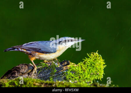 Blaenpennal, Aberystwyth, Ceredigion, pays de Galles, Royaume-Uni. 25 janvier 2019. Sittelle est une nourriture dans la pluie au milieu du Pays de Galles. Crédit : (C) Phil Jones/Alamy Live News Banque D'Images