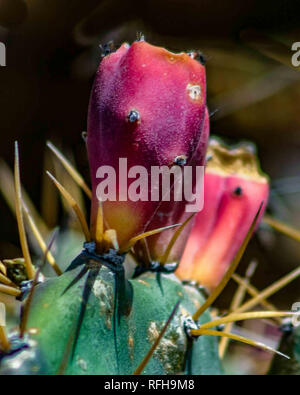 27 mars 2005 - Turks & Caicos - un capuchon turcs (Cactus), Melocactus intortus répandue dans les îles, est l'usine national des Îles Turques et Caïques Îles dans l'océan Atlantique, l'habitude de cruise ship port d'appel. Credit : Arnold Drapkin/ZUMA/Alamy Fil Live News Banque D'Images