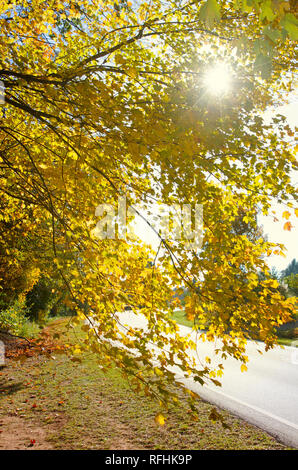 Feuillage d'automne spectaculaire Banque D'Images