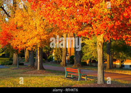 Feuillage d'automne spectaculaire Banque D'Images