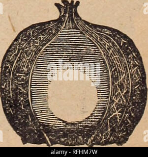 . I.N. Kramer &AMP ; fils, les semenciers et les fleuristes. Pépinière Cedar Rapids Iowa ; catalogues de graines de légumes graines de fleurs ; Catalogues Catalogues ; Matériel et fournitures de jardinage Catalogues. Balancier. Japonais-concombre courge d'escalade peuvent être cultivées sur les clôtures, poteaux ou de treillis, sav donc beaucoup d'espace précieux dans les petits jardins. Les fruits sont de dix à douze pouces de longueur, d'une couleur verte fine ; la chair est épaisse et ferme, jamais amer, et d'amende pour le décapage, ainsi que de trancher. Il est très prolifique, et le : fruits, élevés bien au-dessus du sol, ne jamais souffrir de temps humide ou d'insectes. Lb. $1 Banque D'Images