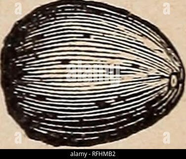 . Leonard's catalogue des maraîchers : saison 1900. Chicago Illinois pépinière ; catalogues de graines de fleurs, graines de légumes Catalogues Catalogues Catalogues ; instruments agricoles. Le géranium. Les plantes issues de graines semées tôt au printemps sont décoratives en été. Les magnifiques fleurs sont produites tout l'été, et pour la litière ou la maison de la culture qu'ils sont très populaires. GERANIUM ZONALE, Mixte-Toutes les couleurs. Par paquet 10c Double-mixte, ce mélange contient un plus grand  % de fleurs doubles de toute contrainte. Fleurs grandes et les couleurs sont très choix. Par paquet 25c GLLIA. Très tôt, les plantes naines Banque D'Images