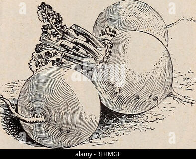 . Leonard's catalogue des maraîchers : saison 1900. Chicago Illinois pépinière ; catalogues de graines de fleurs, graines de légumes Catalogues Catalogues Catalogues ; instruments agricoles. S. F. LEONARD'S PRIX des maraîchers. 39 Remarque les spécialités indiquées et décrites sur les pages. Leonard's spécialités l'oignon et la boule de chou-fleur sont dignes d'une attention particulière = tion. Le navet. Haut PUKPLE-MILAN très tôt un strap-leaved trier ; télévision, de grande qualité. Oz., 10c. ; lb., 65c. Pourpre MUNICH - Similaire à la ci-dessus. Très tôt. Oz., 10c ; lb., 75c. Télévision BLANC-néerlandais le meilleur pour les semis de printemps. Banque D'Images