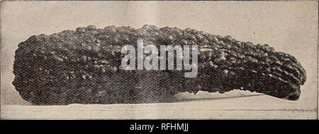 . Leonard's catalogue des maraîchers : saison 1900. Chicago Illinois pépinière ; catalogues de graines de fleurs, graines de légumes Catalogues Catalogues Catalogues ; instruments agricoles. 36 S. F. LEONARD'S PRIX des maraîchers. Le squash.. [Leonard's Giant été Straightneck : Squash. LEONARD'S GIANT-STRAIGHTNECK La plus belle de toutes les souches de courges d'été. Pour l'expédition, elle est d'une qualité inégalée, et pour le début de l'utilisation du marché c'est juste la chose. Remarque Le straightneck dans l'illustration. Oz., 10c ; lb., 50c. L'ÉTÉ GÉANT COURGE Yellow-crookneck-c'est l'amélioration de la souche de courge Yellow-Crookneck vendues par nous au cours des six dernières années. C'est Banque D'Images