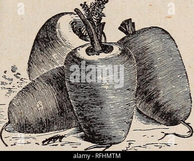 . Leonard's catalogue des maraîchers : saison 1900. Chicago Illinois pépinière ; catalogues de graines de fleurs, graines de légumes Catalogues Catalogues Catalogues ; instruments agricoles. Danvers, Chantenay. DAT/VER EST-CE est la variété la plus utilisée par les maraîchers des environs de Chicago à vendre dans des sacs pour l'hiver. Il est de belle couleur, de bonne qualité, oz, 10c ; 34 lb. 25c ; lb, 60c. CHANTENAY-Une excellente variété pour l'accueil ou l'utilisation du marché, d'être une splendide cropper et bon gardien. C'est la plus belle et la meilleure saveur de formé de tous les le moignon ancré va- rieties* et est le meilleur de bunch, oz, Banque D'Images