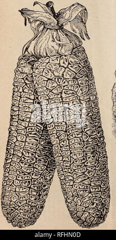 . Leonard's catalogue des maraîchers : saison 1900. Chicago Illinois pépinière ; catalogues de graines de fleurs, graines de légumes Catalogues Catalogues Catalogues ; instruments agricoles. Leonard's Extra Début de betterave. égyptienne. LEONARD'S EXTRA DÉBUT BETTERAVE égyptien. C'est la première et meilleure affluence de betterave aux maraîchers. Il a été cultivé depuis huit ans par les jardiniers de Chicago, et ils vont maintenant prendre aucun autre pour le regroupement. Il s'agit d'une souche spécialement sélectionnée, cultivés par moi au cours des neuf dernières années, et est amélioré chaque année, et est supérieur à toute autre souche égyptienne de Banque D'Images