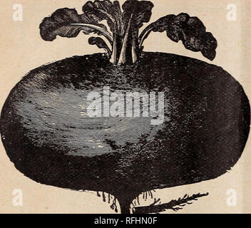 . Leonard's catalogue des maraîchers : saison 1900. Chicago Illinois pépinière ; catalogues de graines de fleurs, graines de légumes Catalogues Catalogues Catalogues ; instruments agricoles. 6 S. F. LEONARD'S. Les prix des maraîchers. Leonard's Extra Début de betterave. égyptienne. Veuillez noter que ces images sont extraites de la page numérisée des images qui peuvent avoir été retouchées numériquement pour plus de lisibilité - coloration et l'aspect de ces illustrations ne peut pas parfaitement ressembler à l'œuvre originale.. S. F. Leonard (Cabinet) ; Leonard, S. F ; Henry G. Gilbert Pépinière et du commerce de semences Catalogue Collection. Chicago, Illinois : S. Banque D'Images