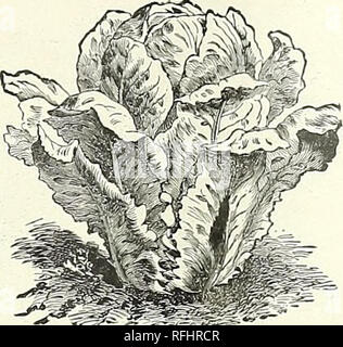 . Les producteurs importateurs et courtiers en choix de graines, de bulbes et de plantes, 1900. Pépinière New York (État) ; Catalogues Catalogues de graines de fleurs, légumes, graines de plantes ornementales ; Catalogues Catalogues ; Matériel et fournitures de jardinage Catalogues. Laitues Black-Seeded Simpson.. Trianon Cos&gt ; Laitue. pkt. oz. J4lu. lb. La laitue. Semer une once d'une centaine de pieds carrés, ou cent vingt pieds de forage. Les premiers semis J peut être rendue en mars sous verre, trans- plantation plantes à gar- den. D'autres semis effectués peuvent être faites pendant tout l'été, trans- plantation de jeunes plants d'un pied l'un de l'autre, en bon, Banque D'Images