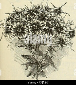 . Qualité élevée de légumes et de fleurs et de semences, 1899. Pépinière de l'État de New York (New York) ; Catalogues Catalogues de bulbes de fleurs (plantes) ; catalogues ; plantes ornementales ; catalogues, matériel et fournitures de jardinage Catalogues. PRIMULA. Les Chinois Primroses sont très bien pour l'hiver et au printemps, la floraison, et devrait être semé au printemps, comme ils germent ensuite librement, et les plantes de la ligne peut être eu pour l'hiver en fleurs. Les plantes vivaces,  % pieds. Sinensis fimbriata . Violet Lilas bleu par Bose pkt. $0 25 25 25 25 25 Red par pkt.$025 10 Obconica mixte ". (Jamais en fleurs fleurs de Primevère) pâle lilas, continuo Banque D'Images