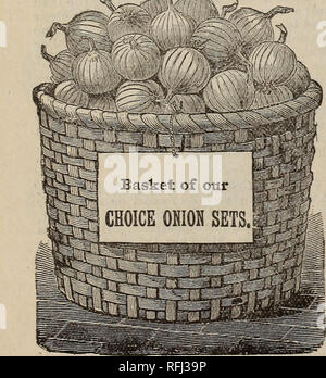 . [Catalogue]. Pépinière Missouri Kansas City ; les catalogues de graines de fleurs, graines de légumes Catalogues Catalogues Catalogues ; instruments agricoles. Rouge. Nouveau ROI ESPAGNOL OU PRIX-TA- ker. (Jaune). C'est le grand, beau ocion coDfectioners qu'est vendu par fruiterers ou dans les grandes villes. Ils sont d'une riche couleur de paille et d'une taille énorme, pesant-, dans de nombreux ca"es, trois à trois et demi de livres : bien que de ."uch grande taille, il est très robuste et un bon gardien ; la chair est blanche, très épais, et si doux dans la saveur qu'elle peut se manger cru comme une pomme. Pour les gros oignons, nous pouvons oflrer n Banque D'Images