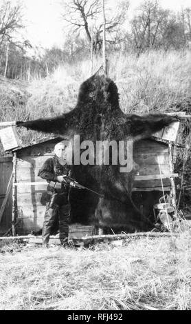 Photographie en noir et blanc d'un homme d'âge moyen, portant des cuissardes et bretelles, avec un couteau, des munitions, des armes à feu et l'étui à la taille, tenant un grand fusil à deux mains, posant devant la peau d'un grand ours, probablement un ours Kodiak (Ursus arctos middendorffi) ou un grizzly (Ursus arctos) qui est étendu sur poteaux en équilibre avec le côté d'une petite cabane en bois, photographié au cours d'un voyage de chasse, de pêche situé dans l'Alaska, USA, 1955. () Banque D'Images