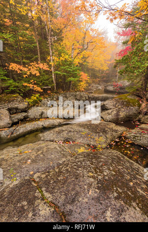 Marcy Brook un jour de pluie en automne, les montagnes Adirondack, Essex Co., NY Banque D'Images