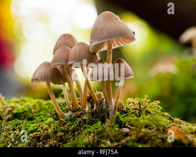 Un groupe de champignons illuminée par la lumière à travers les bois de Blashford Lakes réserve naturelle. Banque D'Images