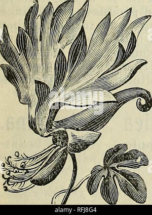 . Les graines. Pépinière Wisconsin Milwaukee catalogues ; catalogues ; Graines de légumes graines de fleurs de catalogues. L'exécution de la vigne. Semence. mm BALLON VINE. Remarquable pour ses capsules membraneuses gonflés ; parfois appelée "amour-dans-un-puff." Un rapide et gracieux grimpant. Annuel d'offres, six pieds de hauteur. Fleurs blanches. Packet 5c. Le plus Flower-Oneof oiseaux Secteur u"v rfvl •- montée de charme, portant une abondance de fleurs bordées de jaune vif. Dix pieds. Par paquet 5c nm inun*SorHyacintnBean UUUlUi lUvJ tms- est vraiment une plante grimpante très souhaitable, car elle est de croissance rapide, le feuillage dense et ha Banque D'Images
