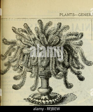 . Printemps 1899. Les catalogues de l'Ohio de pépinière ; graines de fleurs ; Catalogues Catalogues ; bulbes (plantes) ; les plantes ornementales, les Catalogues Catalogues Catalogues des plants des arbres de fruits ; fruits ; catalogues. COLLECTION GÉNÉRALE DES PLANTES,. 119 MYRIOPHYLLUM PROSERPINACOIDES. (PARROT'S FEATHER.) Une plante aquatique la pendaison est une nouveauté en fait, et nous avons à la perfection dans ce petit joyau Dainty. Sa longue dotée d'une tige est vêtue de verticilles de la plus exquise, feuillage finement découpé comme que les feuilles de la vigne, cyprès et beaucoup plus délicate. Planté dans un panier suspendu, serré, de sorte que l'eau peut être tenu debout Banque D'Images