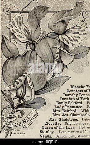 . Philips' 1901 annuelle de semences : tout pour la ferme et le jardin. Pépinière en Pennsylvanie ; catalogues de graines de fleurs, graines de légumes Catalogues Catalogues ; Matériel et fournitures de jardinage Catalogues. 56 J. M. Philips' Fils.. Les petits pois*.^- I 1894- .BURPEE&amp;CO. Il n'y a pas augmenté que de fleurs est plus Â£, populaires ou plus admiré par tous que le pois, avec ses couleurs et dainty | parfum délicat. Couper, bouquets, vases, corsage | bouton et trous d'usure, pas de fleurs | à l'exception de la rose peut comparer avec eux ;. Les semences doivent être semées dès que le sol peut être travaillé au printemps, préparer des t Banque D'Images