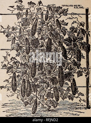 . Dix-septième année guide rural et catalogue. Pépinière Missouri ; Catalogues Catalogues ; Graines de légumes graines de fleurs Graines d'herbes ; Catalogues Catalogues ; Matériel et fournitures de jardinage Catalogues. V Livingston's Evergreen le concombre. Tout à fait distincte de l'épine blanche d'Evergreen. Plus près ressemble à Nichol's,vert moyen égal- ly aussi lisse et beau, mais ne jaunissent rapidement lorsqu'elles sont exposées à la vente. Il est tôt, de forte croissance vigoureuse de résister à drouth, et est très prolifique, compte abondamment jusqu'au gel. Il possède toutes les qualités d'un parfait pickle trier. Oz. 10c, j'^lb Banque D'Images