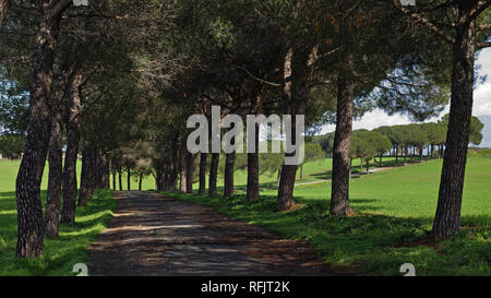 Longue avenue bordée de pins dans la campagne romaine Banque D'Images