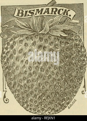 . Fraise, framboise, mûre. Pépinière Delaware ; Catalogues Catalogues Fraises Framboises mûres ; catalogues ; catalogues ; catalogues de fruits. SLAYMAKER &AMP ; FILS Dover, Delaware. 3 place des c'est certainement une des grandes variétés qui apparaissent deux fois dans la durée de vie moyenne, la tête et épaules au-dessus de la foule, et en mesure de maintenir sa position. Ceux qui ont gardé la trace de fraise croissant durant le dernier quart de siècle, de savoir comment l'une après l'autre de l'annonce fort de nouvelles variétés est tombé vers le bas^dans la course à la faveur, seulement deux ou trois ont été assez bon comme Banque D'Images