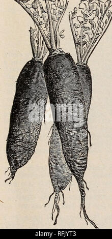 . Catalogue descriptif et calendrier annuel : les graines. Pépinière Connecticut New Haven catalogues ; catalogues ; Graines de légumes graines de fleurs Plantes ornementales ; catalogues, catalogues Catalogues ; fruits ; Matériel et fournitures de jardinage Catalogues. FRANK S. PLATT'S FARM, JARDIN ET DE SEMENCES, MANUEL. 43 RADISHESâ Contin ued. Début de Scarlet navet. Petit, rond, doux et croquant, une norme début trier écarlate profonde navet. Très tôt, et une bonne variété de forçage de l'été blanc navet. Même forme que Scarlet navet blanc pur, mais Â". Le navet d'été gris. Similaire à la précédente, mais la peau foncée, Petit-déjeuner français. Qu'un Banque D'Images