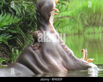 Hippopotame (Hippopotamus amphibius) Banque D'Images